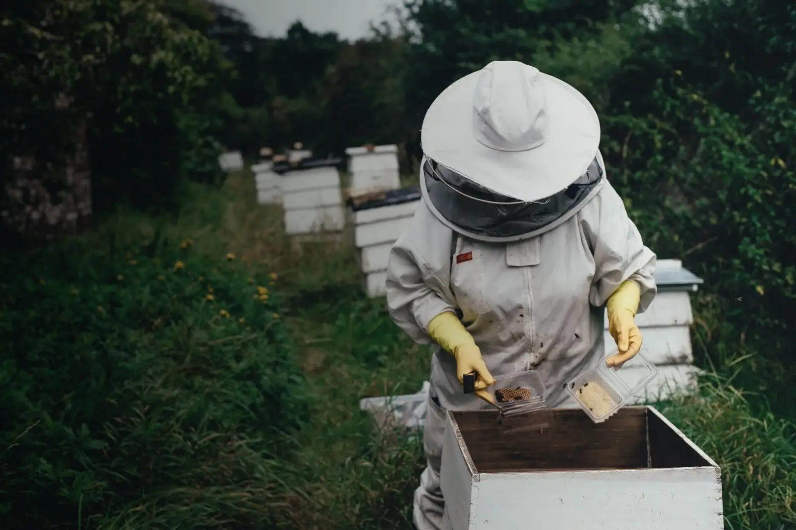 Apicultor amb les seves colmenes al Baix Empordà, Casavells, Girona