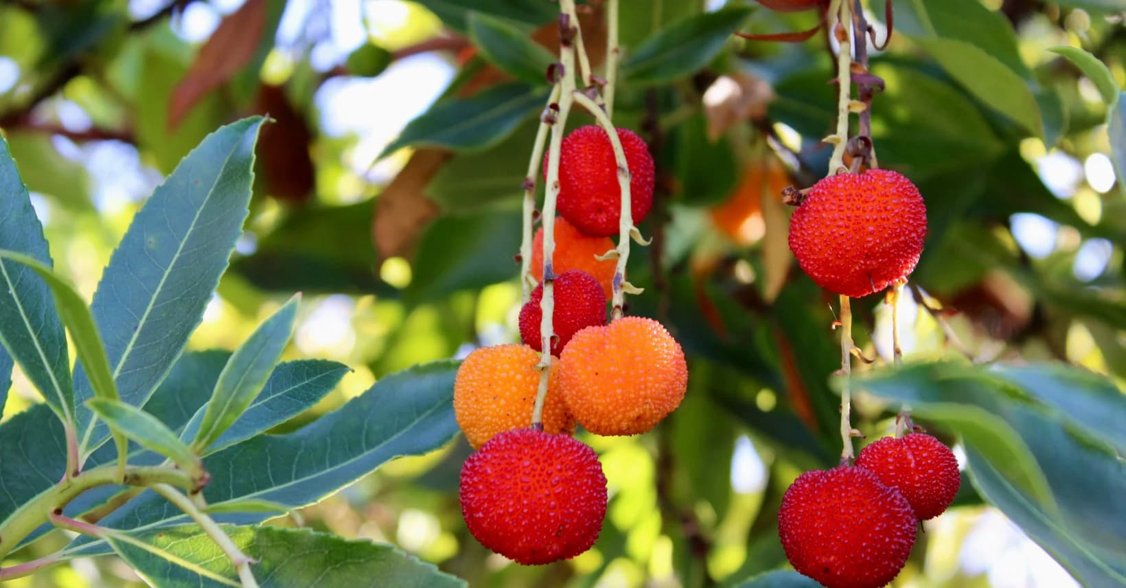 Per Què la Mel d'Arboç és Amarga: l'Àcid Homogentísic Explicat