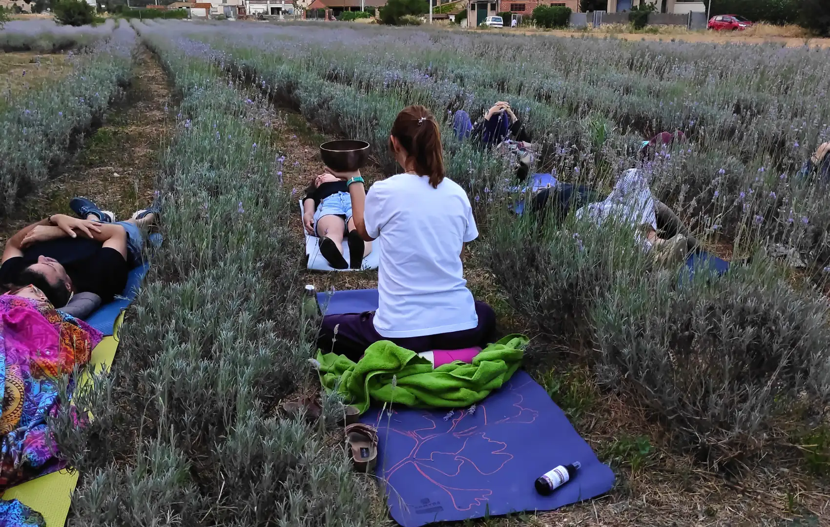 Taller de mindfulness i meditació entre els camps de lavanda en floració a Mas Entreserra